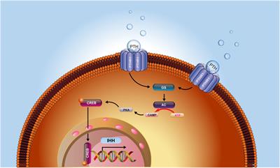 Exogenous PTH 1-34 Attenuates Impaired Fracture Healing in Endogenous PTH Deficiency Mice via Activating Indian Hedgehog Signaling Pathway and Accelerating Endochondral Ossification